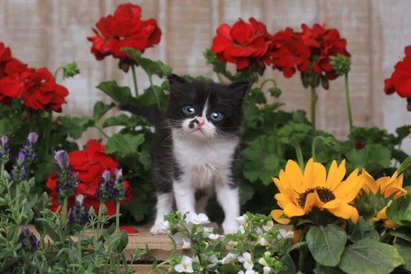 Bonito bebê gatinho de 3 semanas em um cenário de jardim — Fotografia de Stock