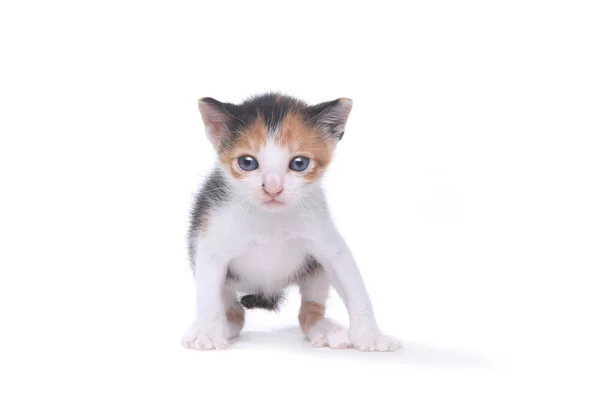 Carino tre settimane vecchio Calico gattino su sfondo bianco — Foto Stock