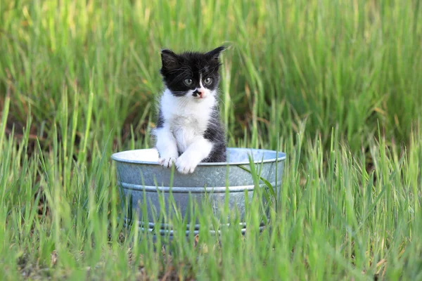 Katje buitenshuis in hoog gras op een zonnige dag — Stockfoto