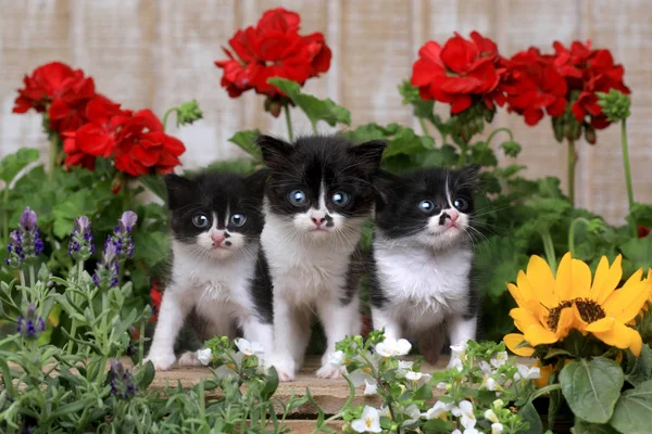Симпатичные трехнедельные котята в саду — стоковое фото