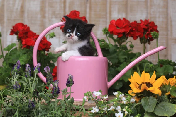 Bonito bebê gatinho de 3 semanas em um cenário de jardim — Fotografia de Stock