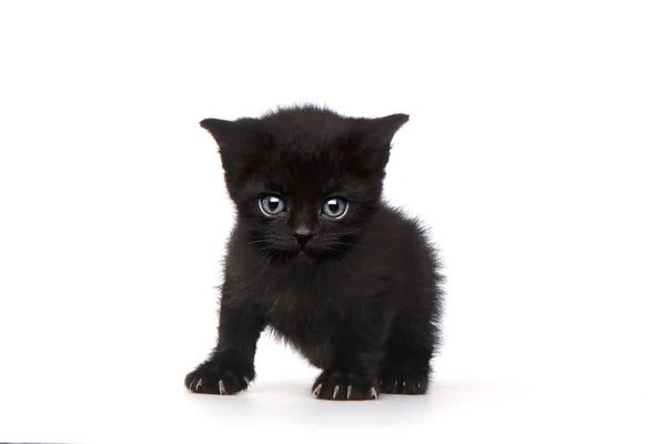 Single Black Kitten on White Background With Big Eyes — Stock Photo, Image