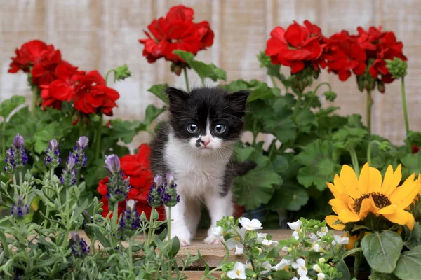 Lindo gatito de bebé de 3 semanas en un entorno de jardín — Foto de Stock