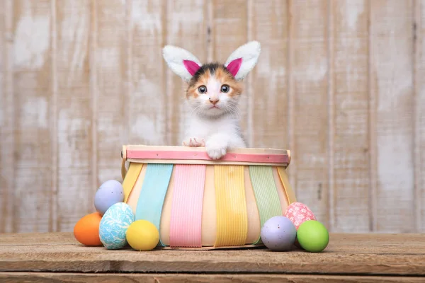 Gatinho adorável dentro de uma cesta de Páscoa vestindo orelhas de coelho — Fotografia de Stock