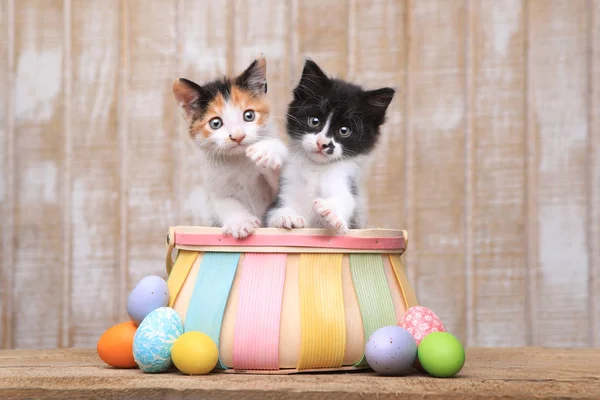 Χαριτωμένο ζευγάρι γατάκια μέσα σε ένα καλάθι του Πάσχα — Φωτογραφία Αρχείου
