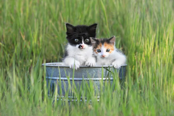 Kittens Outdoors in Tall Green Grass — Stock Photo, Image