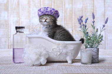 Bir küvet rahatlatıcı sevimli yavru kedi