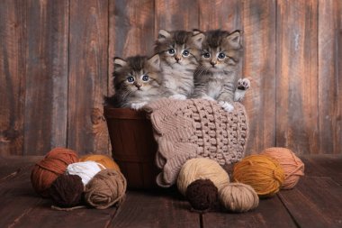 Studio iplik topları ile yavru kedi