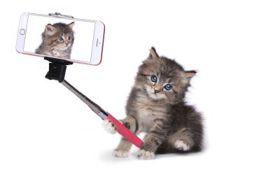 Kendi fotoğrafta Selfie sopa ile yavru kedi