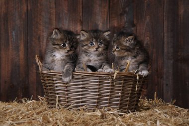 Cute Adorable Kittens in a Barn Setting With Hay clipart