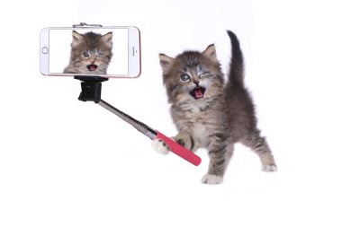 Kendi fotoğrafta Selfie sopa ile yavru kedi