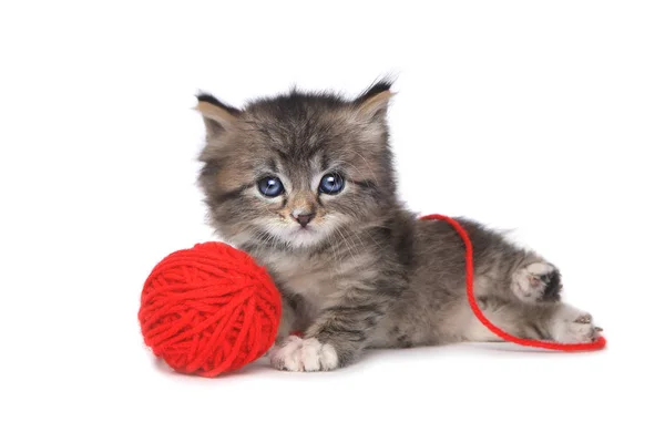 Gatito juguetón con bola roja de hilo —  Fotos de Stock