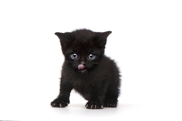 Черный котенок на белом фоне с большими глазами — стоковое фото