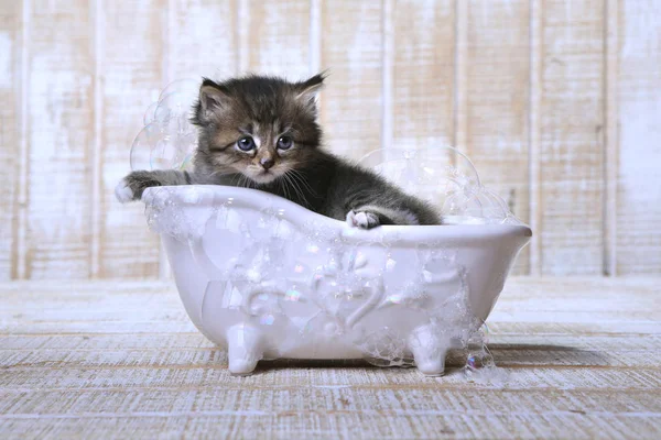 Carino adorabile gattino in un vasca da bagno rilassante — Foto Stock