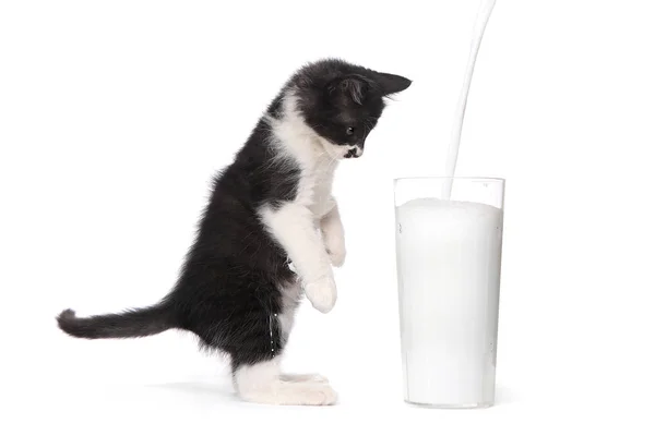 Gatinho bonito assistindo leite derramar em um copo — Fotografia de Stock