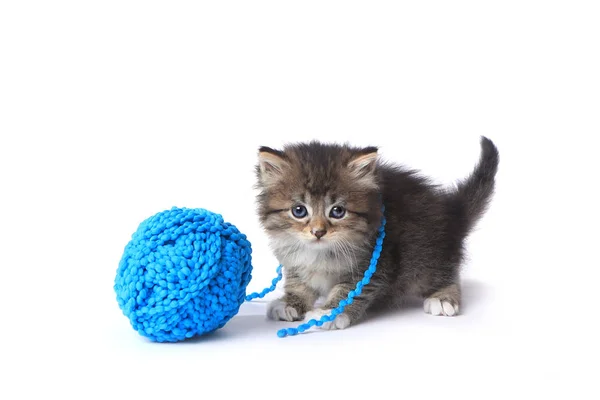Kitten With Ball of Yarn in Studio — Stock Photo, Image