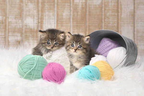 Gatitos con bolas de hilo en el estudio —  Fotos de Stock