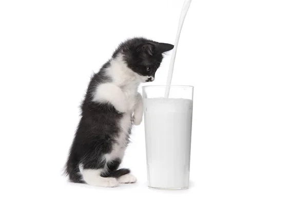 Niedliches Kätzchen beobachtet Milch in ein Glas gießen — Stockfoto