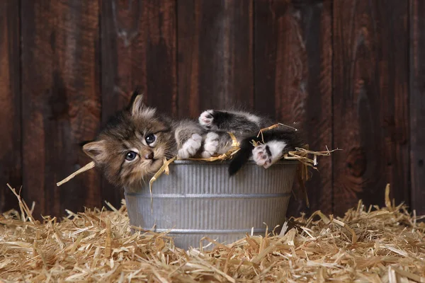 Cute Adorable Kittens in a Barn Setting With Hay — Stock Photo, Image