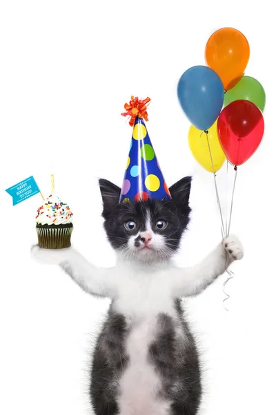 Chaton mignon vous souhaitant un joyeux anniversaire — Photo