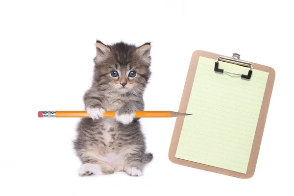 Lindo gatito sosteniendo lápiz con portapapeles en blanco —  Fotos de Stock
