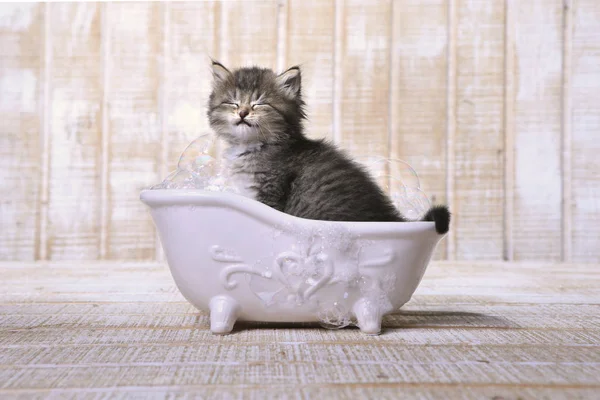 Симпатичный спящий котенок в ванне для отдыха — стоковое фото