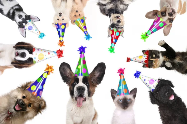 Animales de Mascotas Aislados Usando Sombreros de Cumpleaños para una Fiesta — Foto de Stock