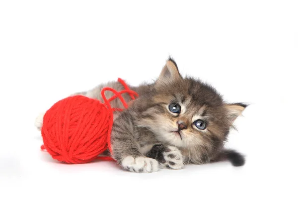 Παιχνιδιάρικο γατάκι με κόκκινη μπάλα του νήματος — Φωτογραφία Αρχείου