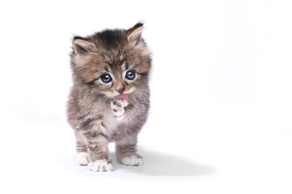 Piccolo gattino di 4 settimane su sfondo bianco — Foto Stock