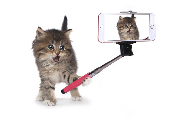 Котенок делает свое собственное фото с селфи Стиком
