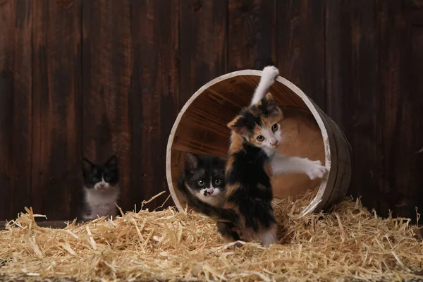 Leuke schattige Kittens in de instelling van een schuur met hooi — Stockfoto