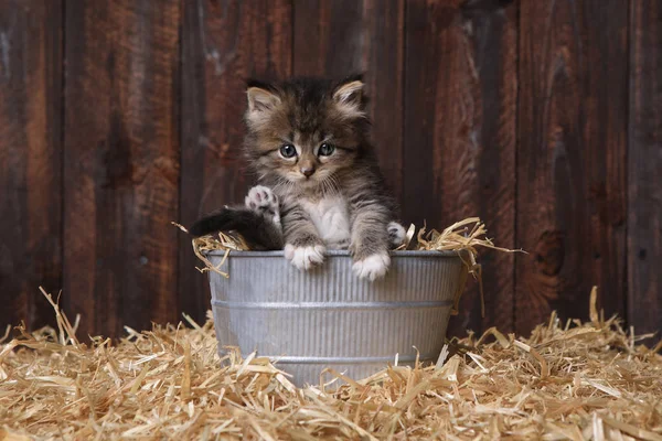 干し草を納屋でかわいいかわいい子猫 — ストック写真