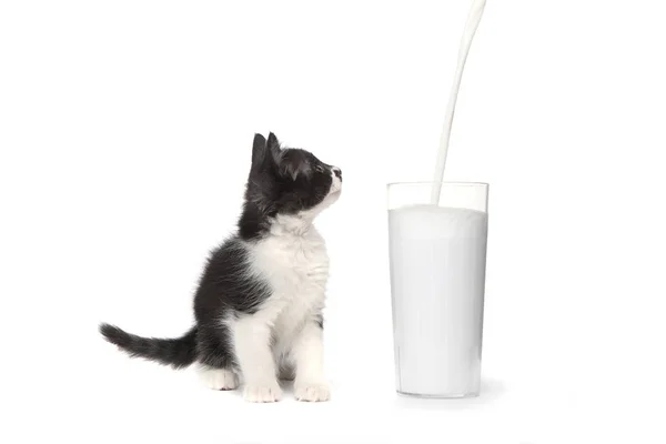 Cute Kitten Watching Milk Pour into a Glass — стоковое фото