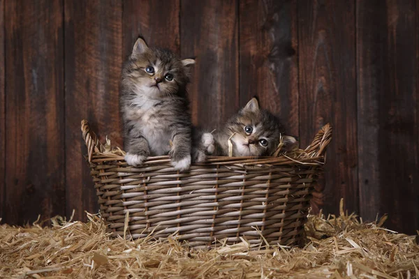 Gatinhos adoráveis bonitos em um cenário de celeiro com feno — Fotografia de Stock