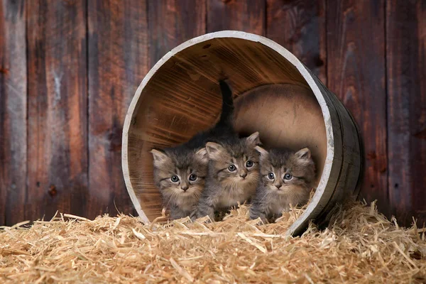 Симпатичные котята в сарае с сеном — стоковое фото