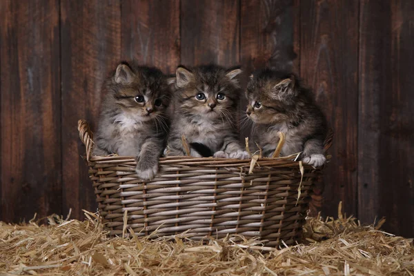 Lindos gatitos adorables en un establo con heno —  Fotos de Stock