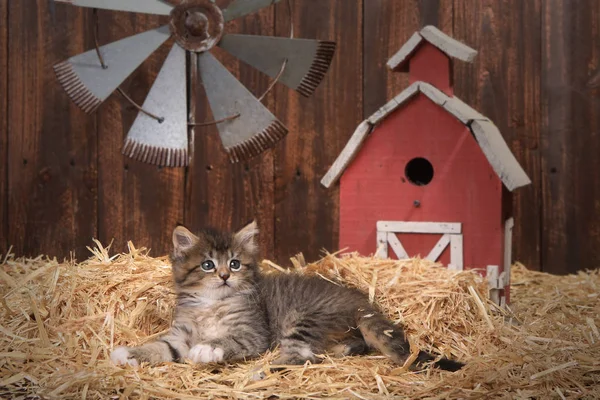Carino gattino in un fienile impostazione con paglia — Foto Stock