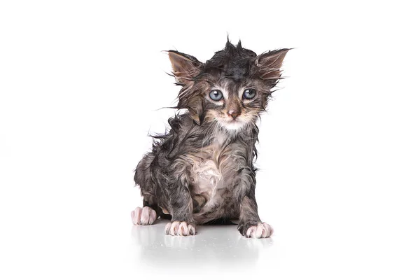 Dripping Wet Kitten on White — Stock Photo, Image