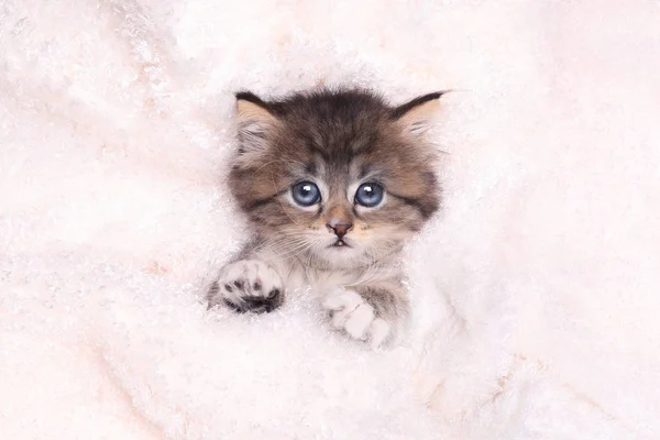 Battaniye ile yatakta yatan yavru kedi — Stok fotoğraf