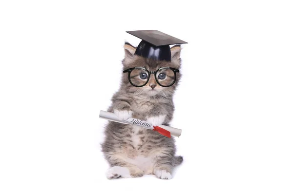 Gatito graduándose con diploma — Foto de Stock