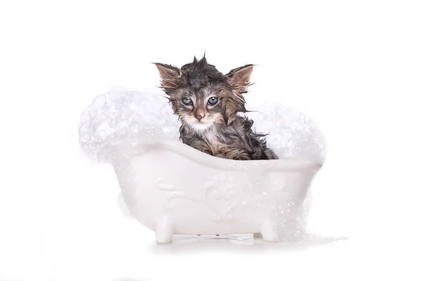 Dripping Wet Kitten on White — Stock Photo, Image