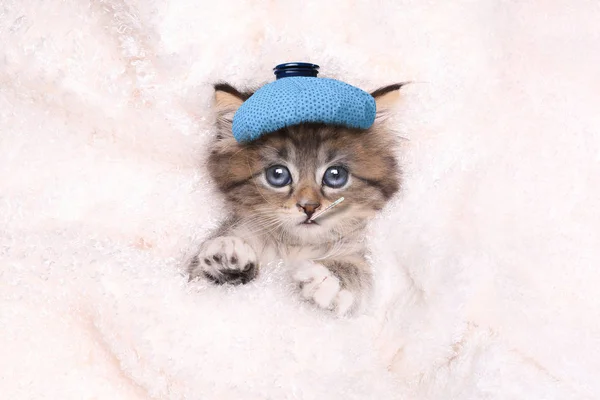 Gattino malato con borsa da ghiaccio e termometro — Foto Stock