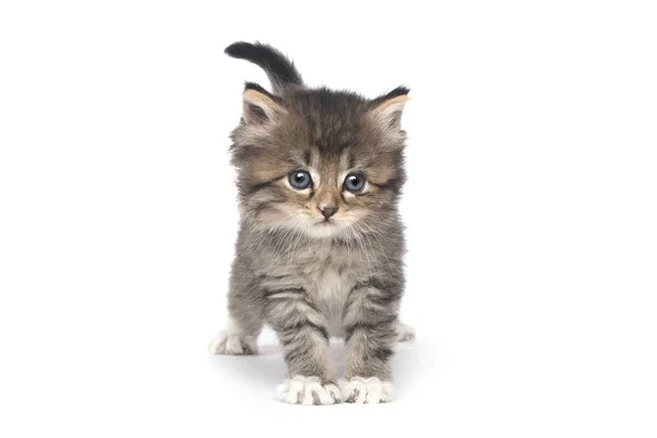 Cute Tiny Kitten on a White Background — Stock Photo, Image