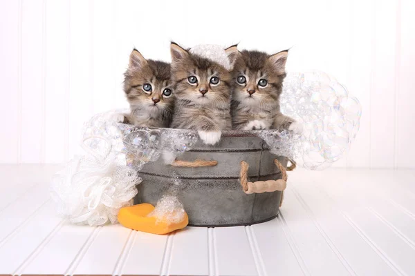 Cute Kittens in Washtub Getting Groomed By Bubble Bath — Stock Photo, Image