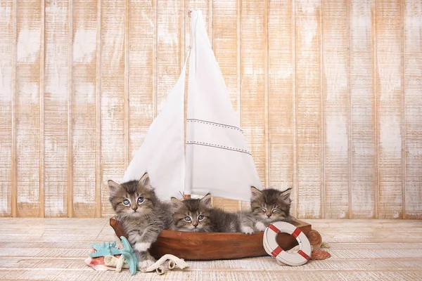 Cute Kittens in a Sailboat With Ocean Theme — Stock Photo, Image