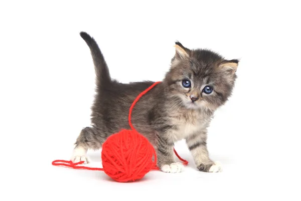 Μικροσκοπικό γατάκι παίζει με την κόκκινη μπάλα του νήματος — Φωτογραφία Αρχείου