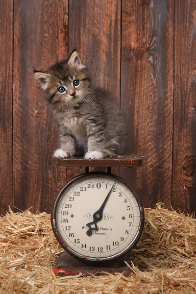 Adorabile gattino su scala antica Vintage — Foto Stock