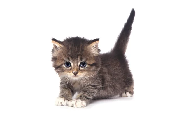 Niedliches kleines Kätzchen auf weißem Hintergrund — Stockfoto