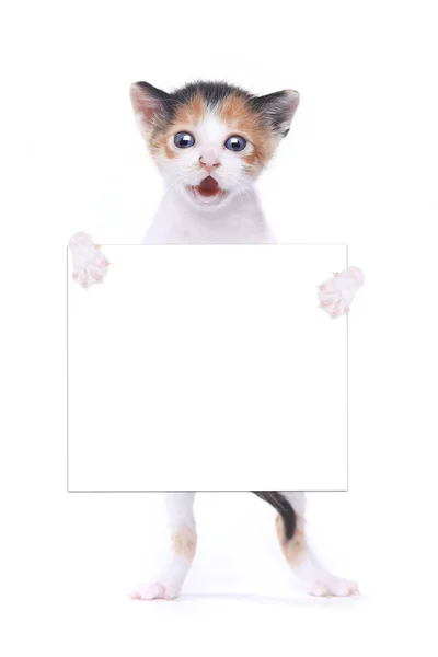 Bebê Calico Gatinho com expressão surpresa no fundo branco — Fotografia de Stock