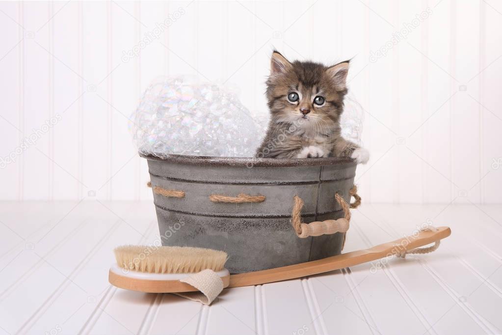Cute Kitten in Washtub Getting Groomed By Bubble Bath